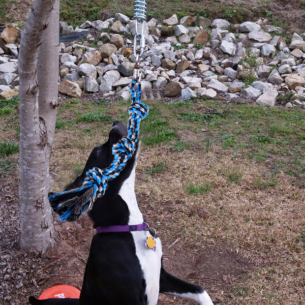 Buy Online High Quality Outdoor Hanging Bungee Dog Toys Exercise Rope Pull Tug Muscle Builder Dogs toy Sportswear Accessories Toys Durable Pet Products - Mydawgz